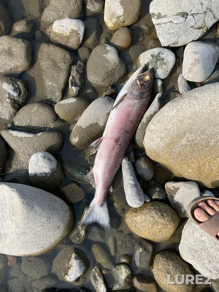 Sockeye salmon — Coquihalla River, Sep 03, 2022, 9:55 AM