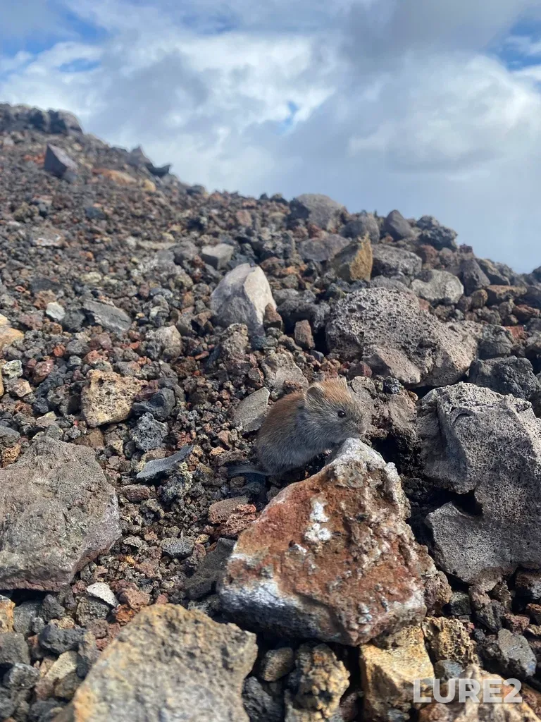 Roach — Milkovskiy rayon, Kamchatskiy kray, RU, Aug 18, 2022, 2:42 PM
