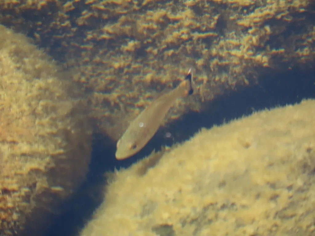 Smallmouth bass — Rock Lake, Sep 5, 2022