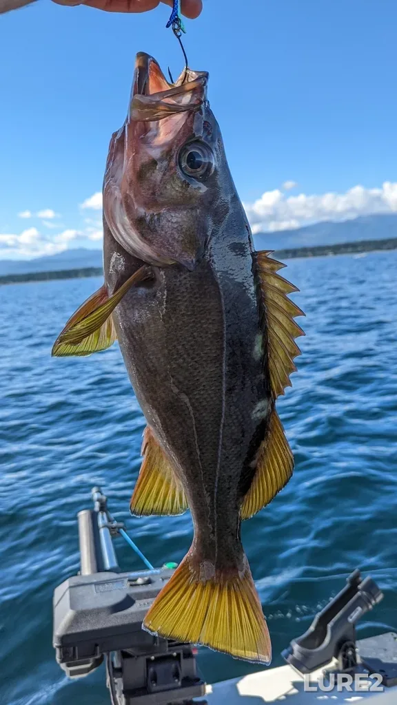 Rockfish — Strait of Georgia, Sep 05, 2022, 10:36 AM