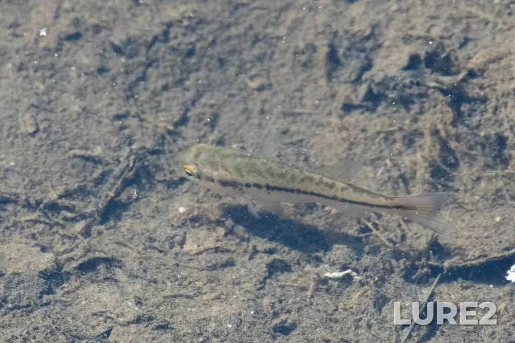 Largemouth bass — Brunetter River, Sep 06, 2022, 10:35 AM