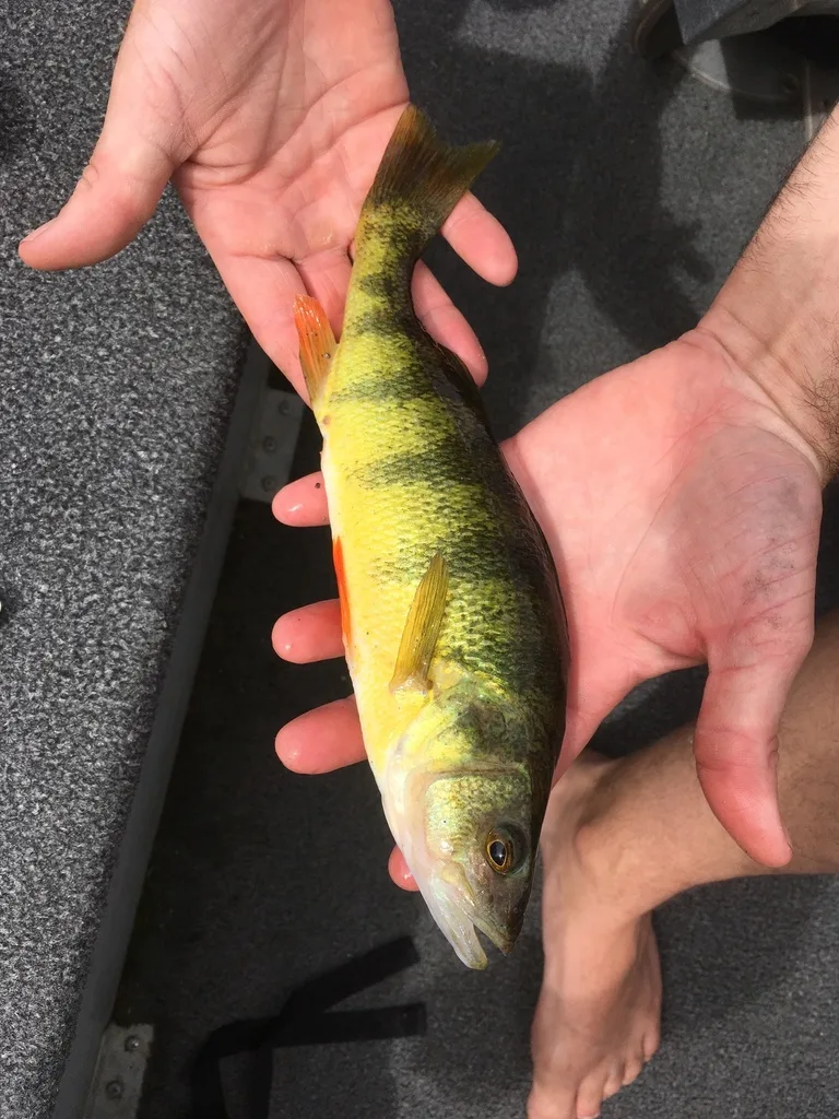 Yellow perch — Bobcaygeon River, Sep 4, 2018