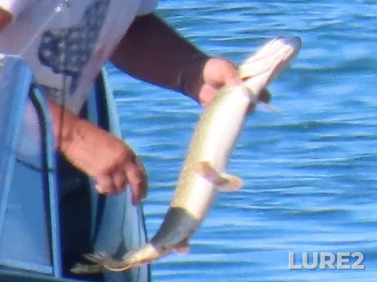 Pike — Lake Huron, Sep 07, 2022, 10:37 AM
