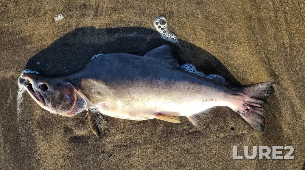 Pink salmon — Khvoynaya, Sep 08, 2022, 8:39 AM