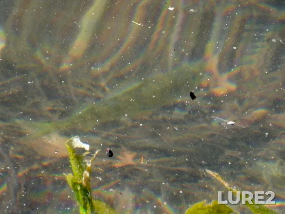 Yellow perch — Lac des Trente et Un Milles, Sep 05, 2022, 3:53 PM