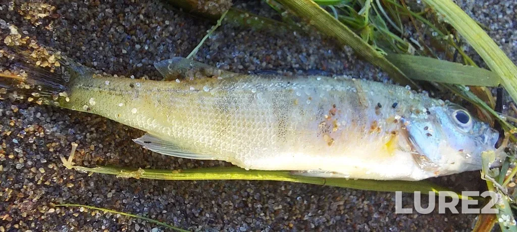 Yellow perch — Lake Erie, Aug 27, 2022