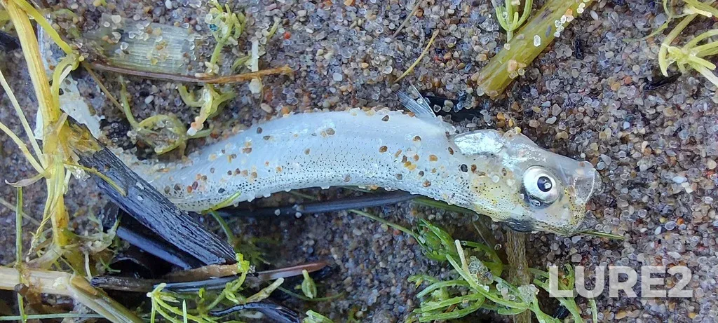 Rainbow smelt — Lake Erie, Aug 27, 2022, 7:04 PM