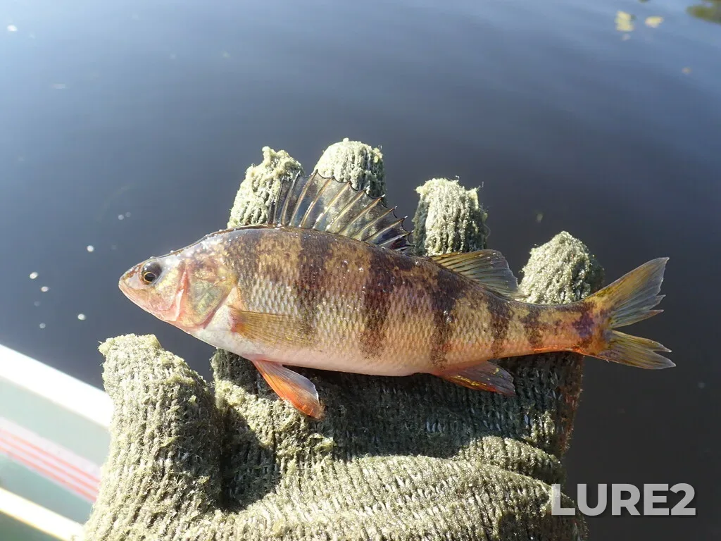 Yellow perch — Namewaminikan River, Sep 06, 2022, 10:04 AM