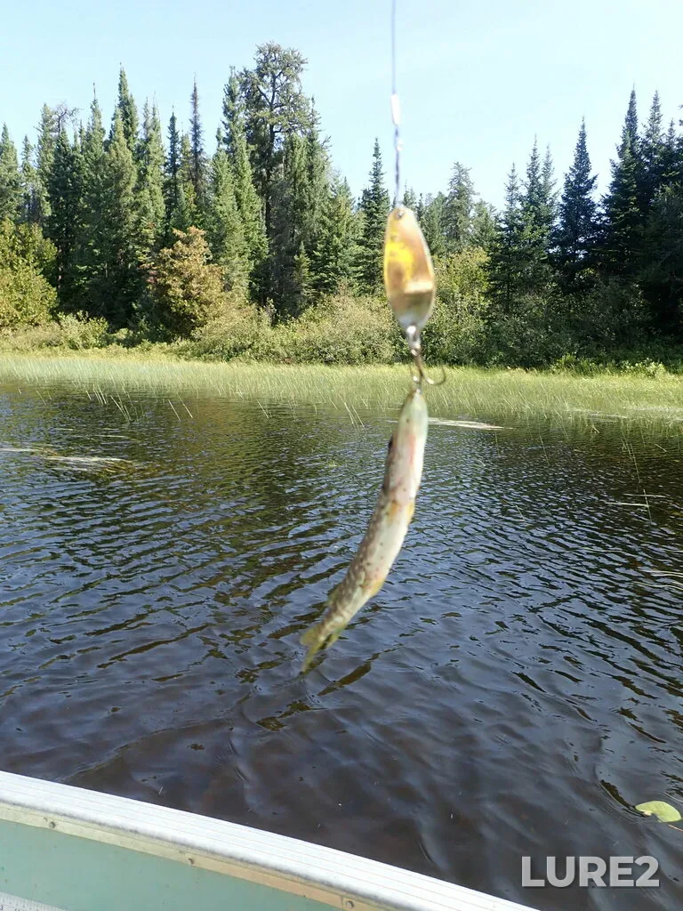 Pike — Namewaminikan River, Sep 06, 2022, 12:44 PM