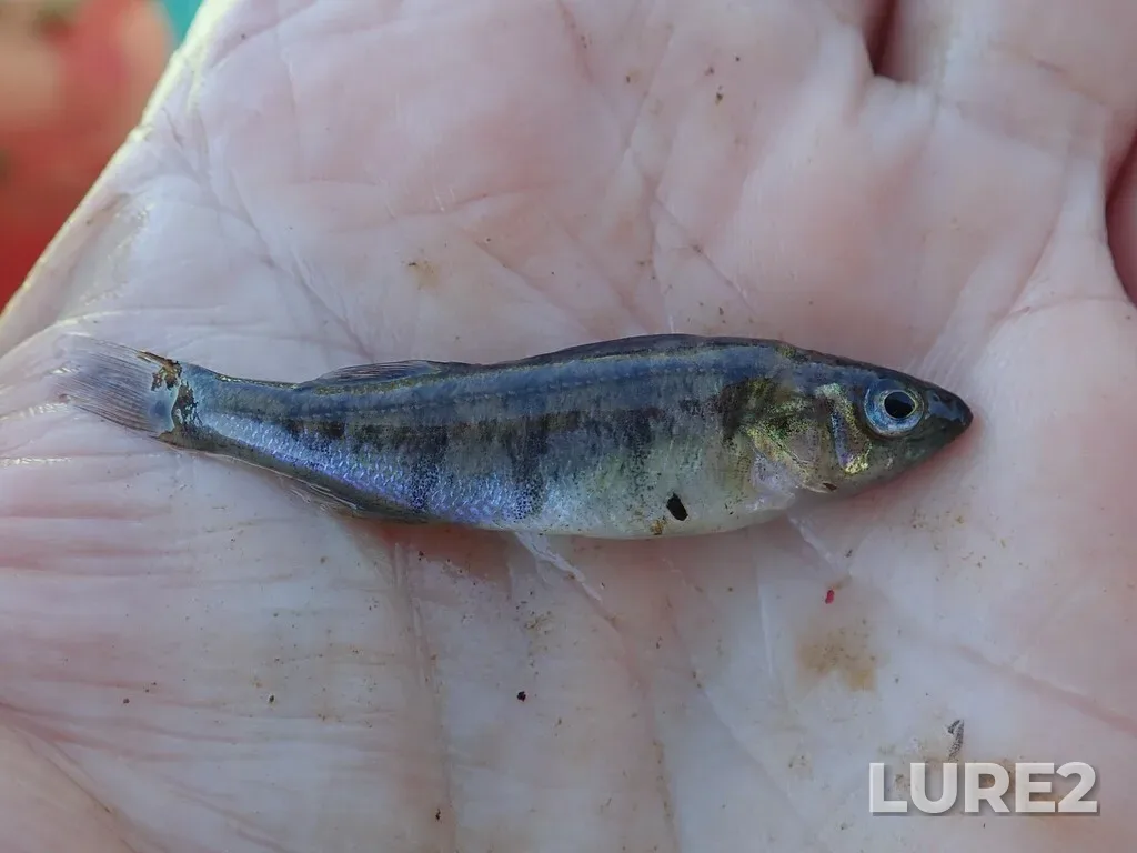 Yellow perch — Namewaminikan River, Sep 07, 2022, 4:00 PM