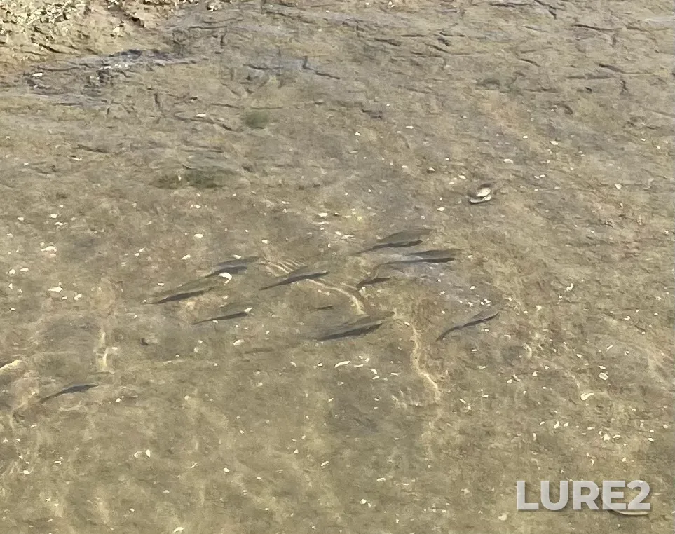 Crucian carp — Kuban, Sep 11, 2022, 12:57 PM