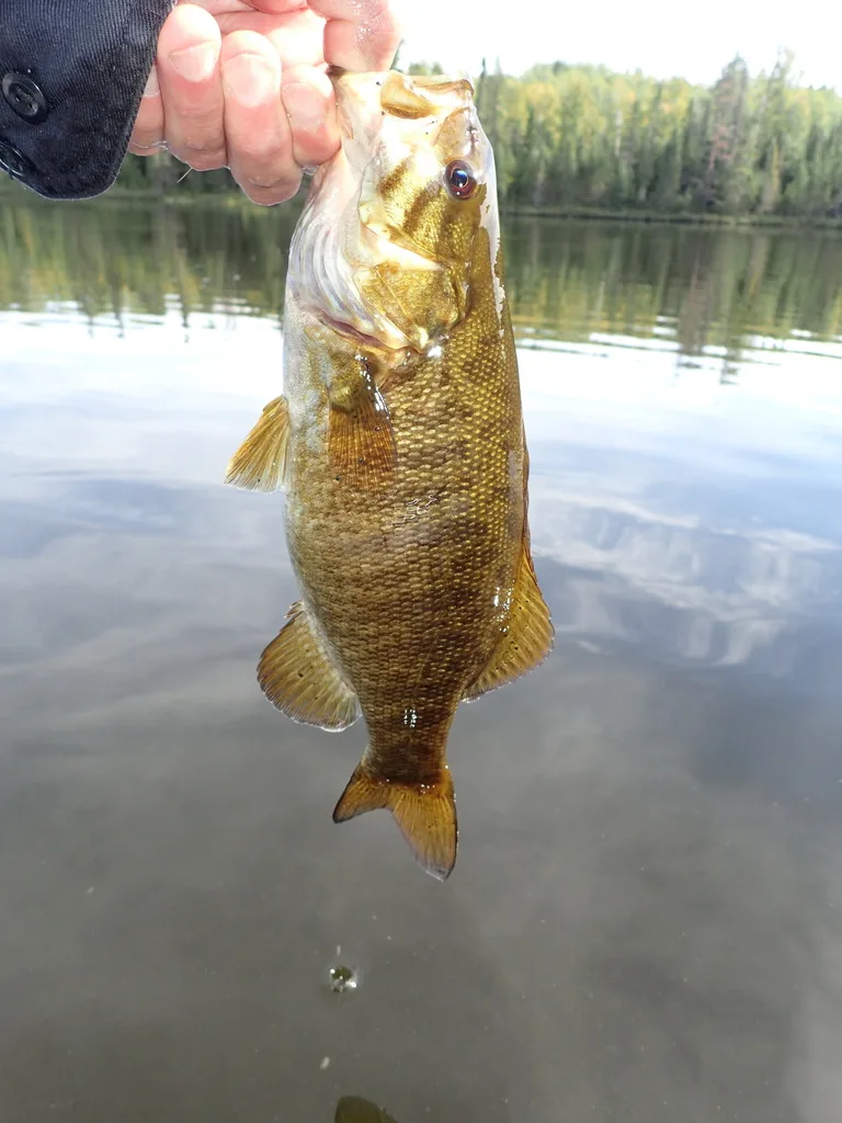 Smallmouth bass — Prelate Lake, Sep 11, 2022