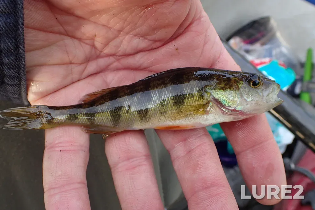 Yellow perch — Prelate Lake, Sep 11, 2022, 10:20 AM