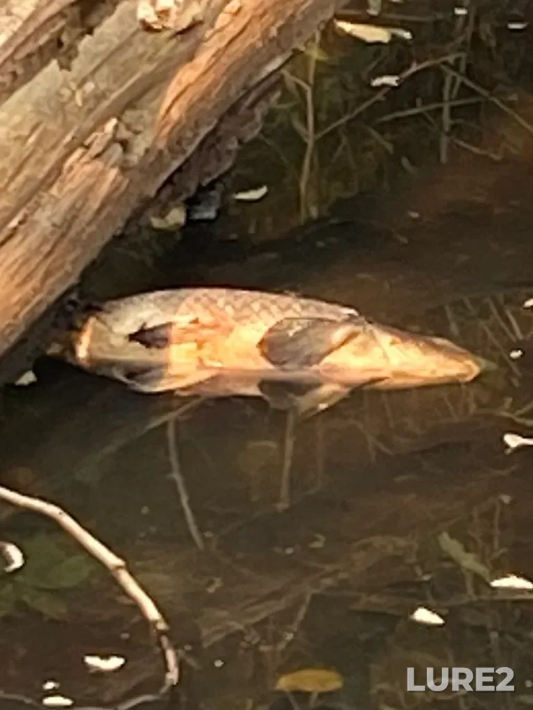 Carp — Lost Lagoon, Sep 11, 2022, 1:41 PM