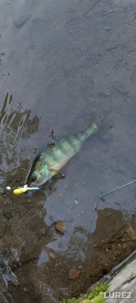 Yellow perch — Lac Dollard-des-Ormeaux, Sep 10, 2022, 5:26 PM