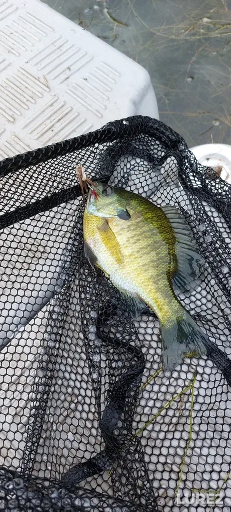 Bluegill — Lac Dollard-des-Ormeaux, Sep 11, 2022, 4:07 PM