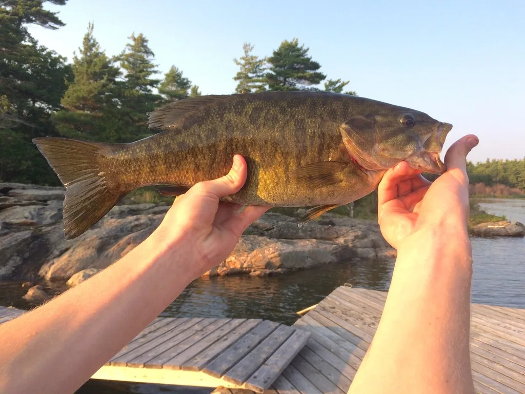 Smallmouth bass, Pike — Lake Huron, Jul 19, 2017
