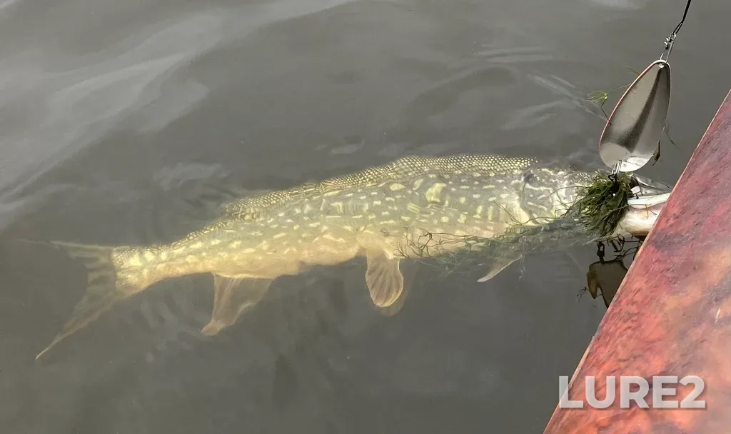 Pike — Lake Audy, Sep 17, 2022, 4:37 PM