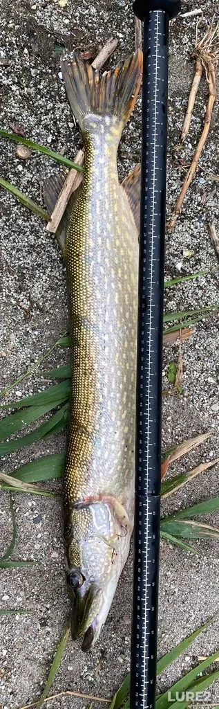 Pike — Little Saskatchewan River, Sep 17, 2022, 5:00 PM
