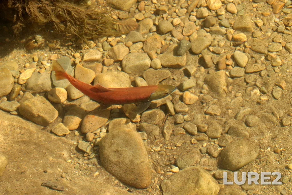 Sockeye salmon — Perry Creek, Sep 17, 2022, 2:08 PM