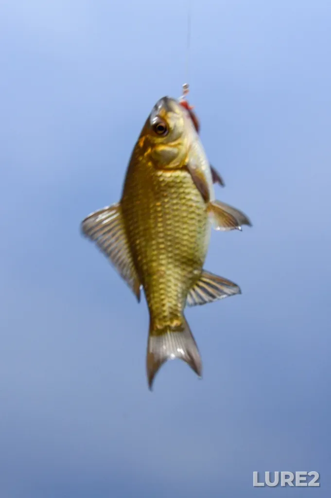 Crucian carp — Yurchim, Sep 18, 2022, 1:15 PM