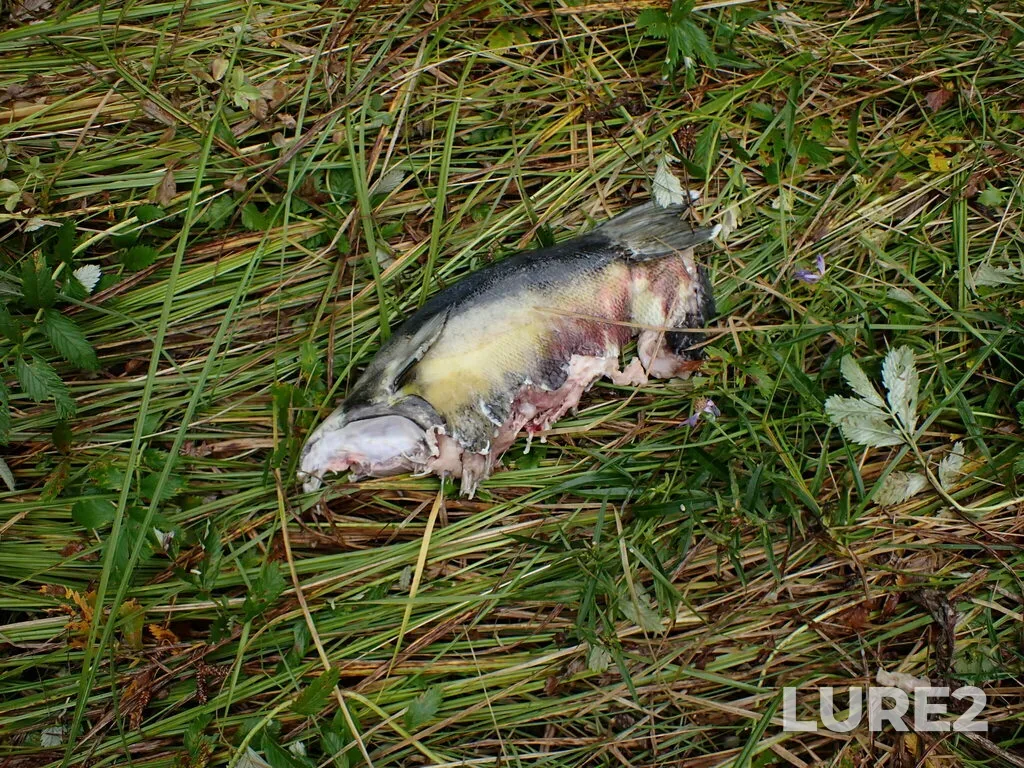 Chum salmon — Gunboat Passage, Sep 12, 2022, 9:18 AM