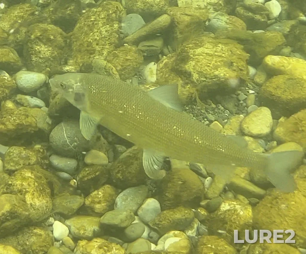 Mountain whitefish — Oldman River, Sep 19, 2022, 11:43 AM