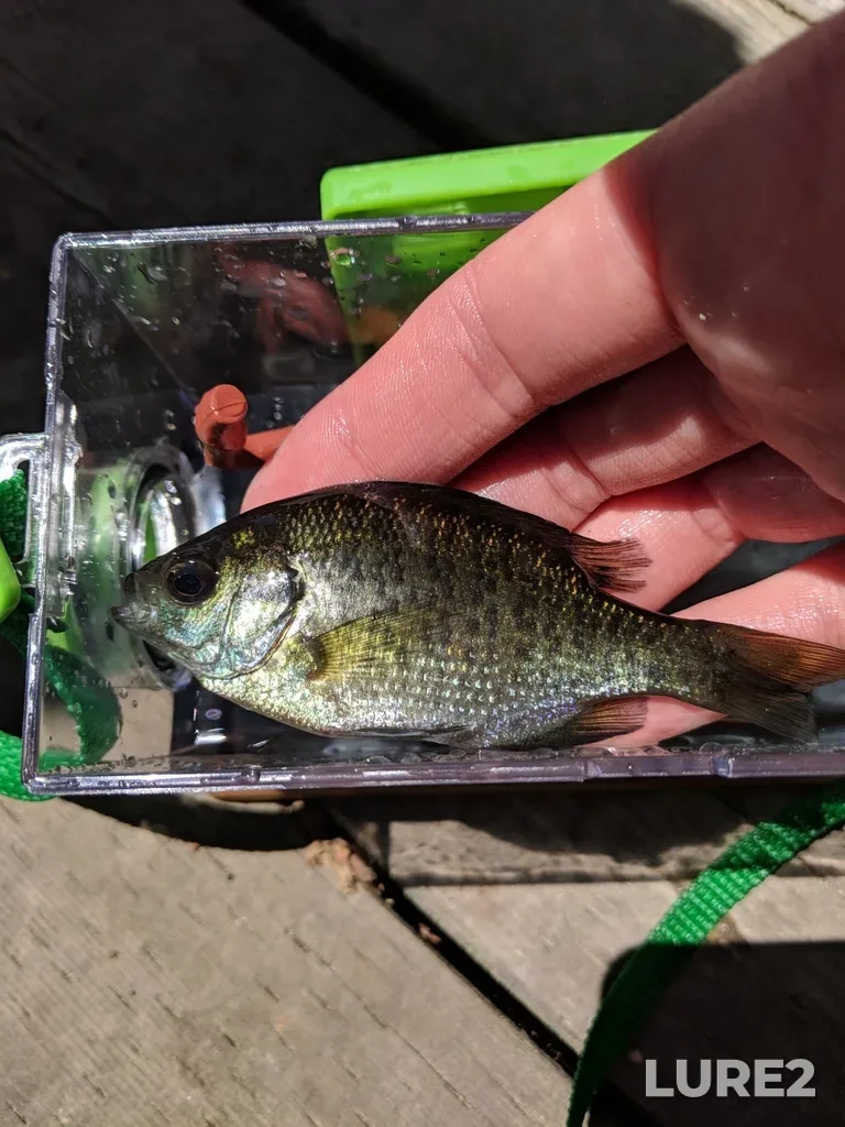 Bluegill — La Cloche Lake, Jun 19, 2018, 1:02 PM