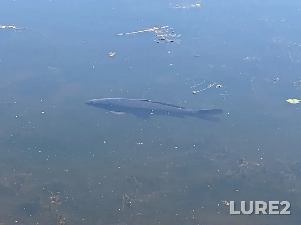 Carp — Green Timbers Lake, Sep 21, 2022, 2:55 PM