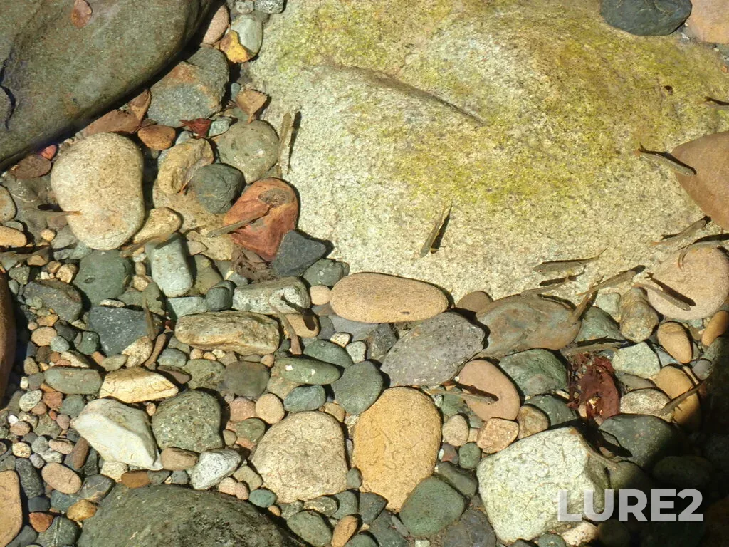 Coho salmon — Browns River, Sep 21, 2022, 1:26 PM