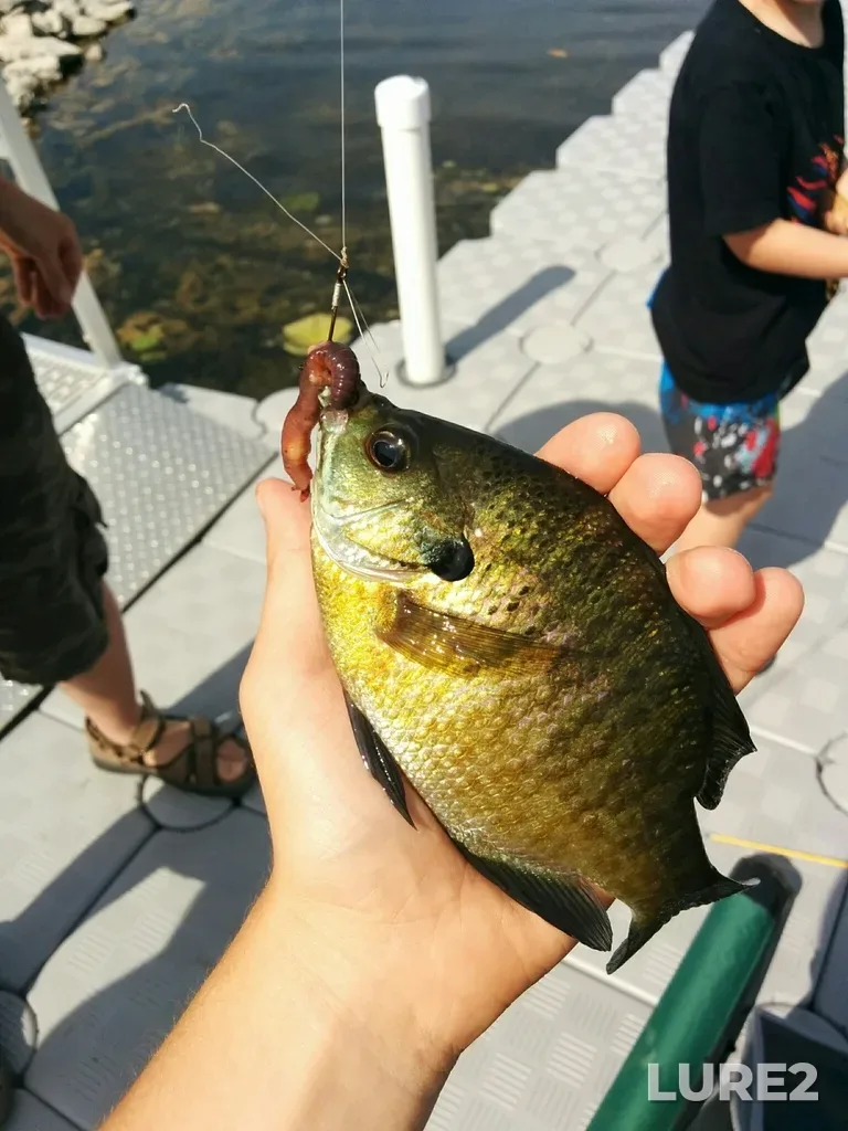 Bluegill — Pigeon River, Jun 17, 2018, 10:21 AM