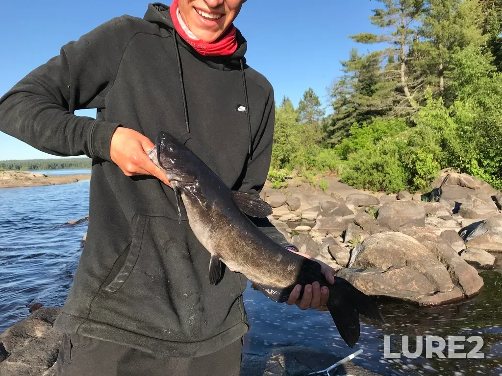 Channel catfish — Lake Travers, Jun 19, 2018, 7:05 PM