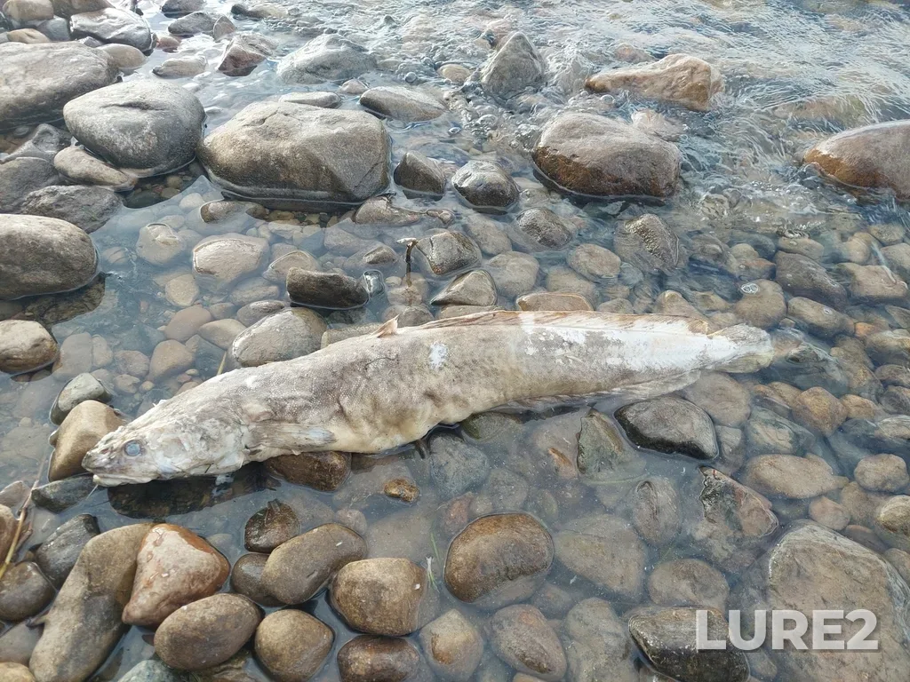 Burbot — Lake Huron, Sep 24, 2022, 9:02 AM