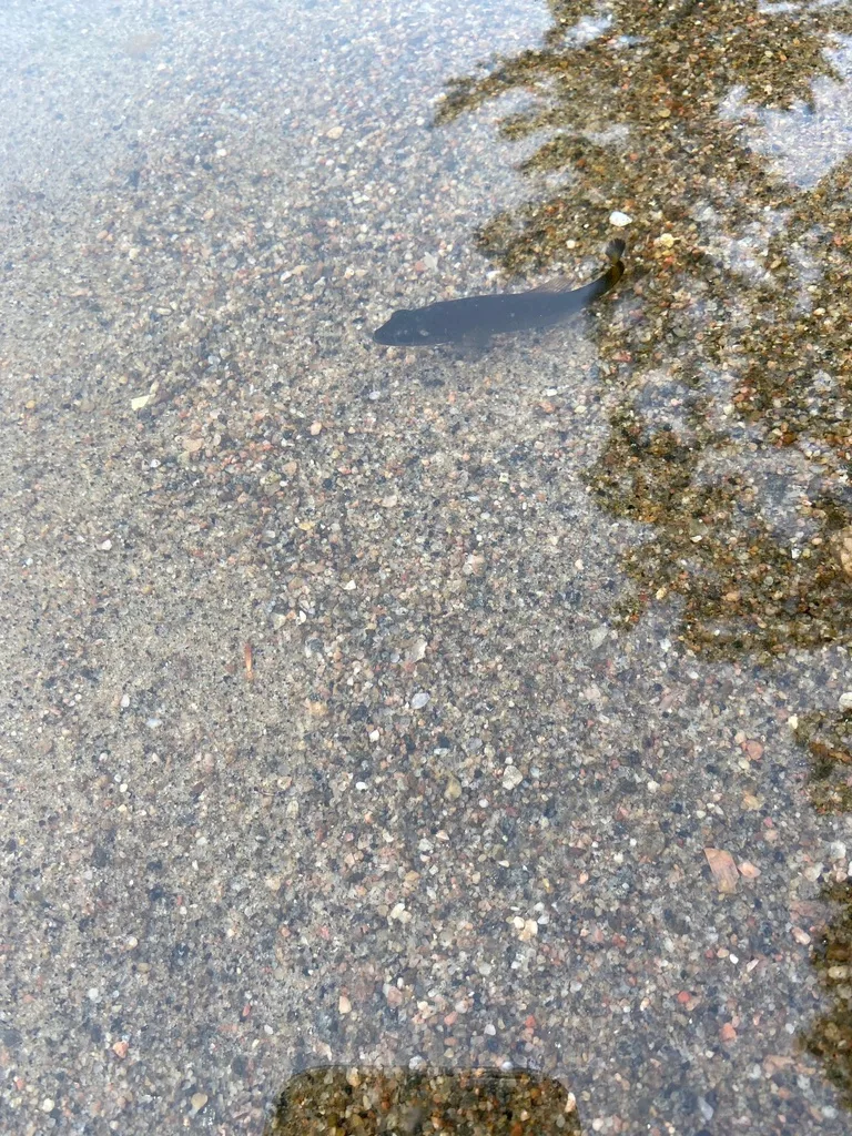 Smallmouth bass — Long Lake, Sep 24, 2022