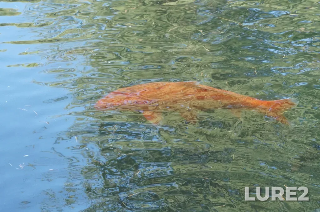 Carp — Mzymta, Sep 05, 2022, 10:00 AM