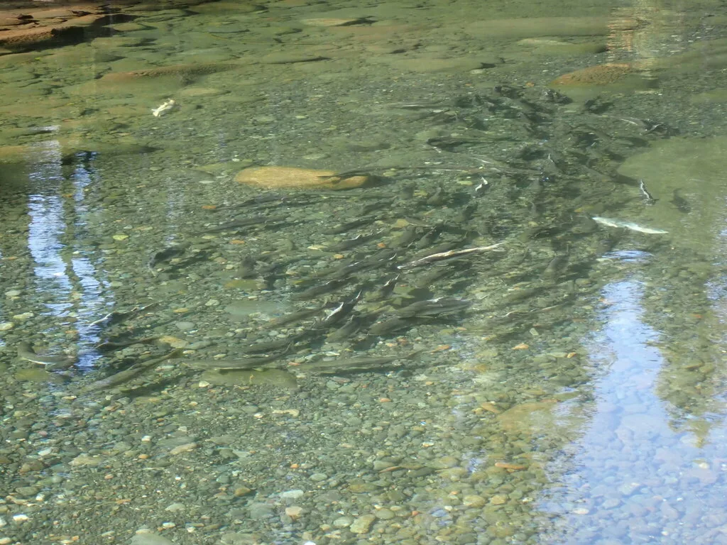 Pink salmon — Oyster River, Sep 25, 2022