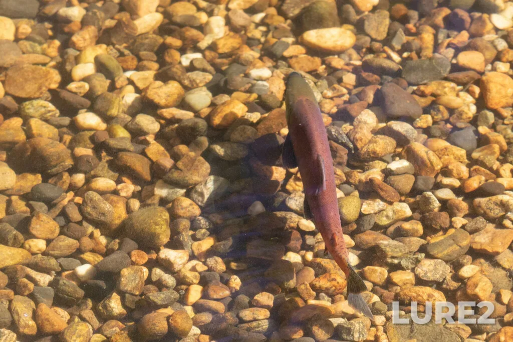 Sockeye salmon — Mission Creek, Sep 25, 2022, 11:49 AM