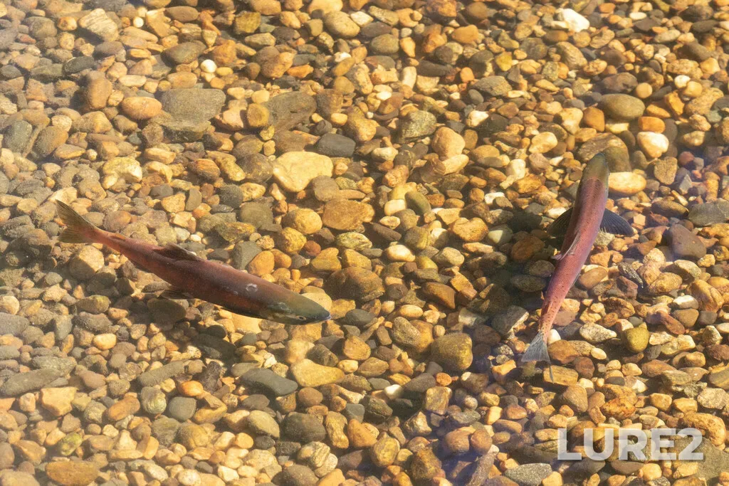 Sockeye salmon — Mission Creek, Sep 25, 2022, 11:49 AM