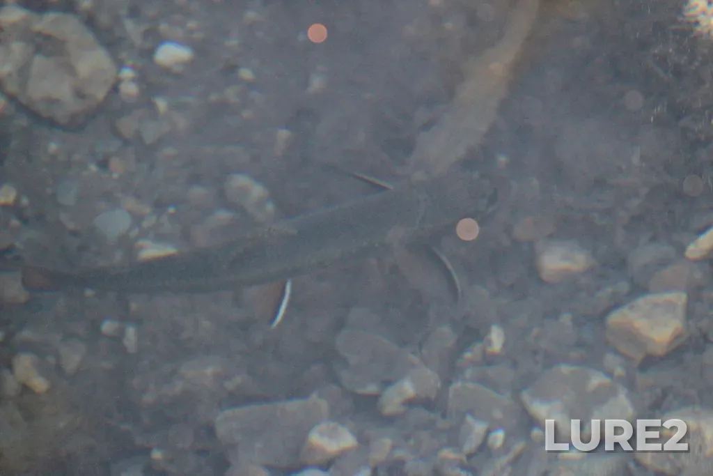 Brook trout — Bow Lake, Sep 25, 2022, 3:26 PM