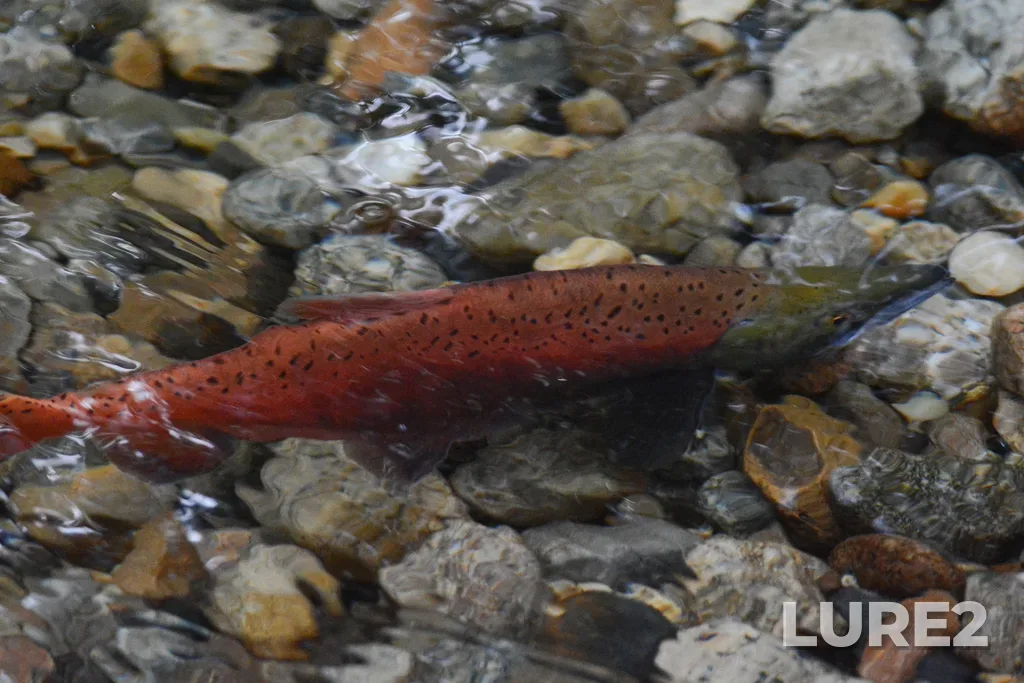 Sockeye salmon — Kokanee Creek, Aug 20, 2022, 3:08 PM