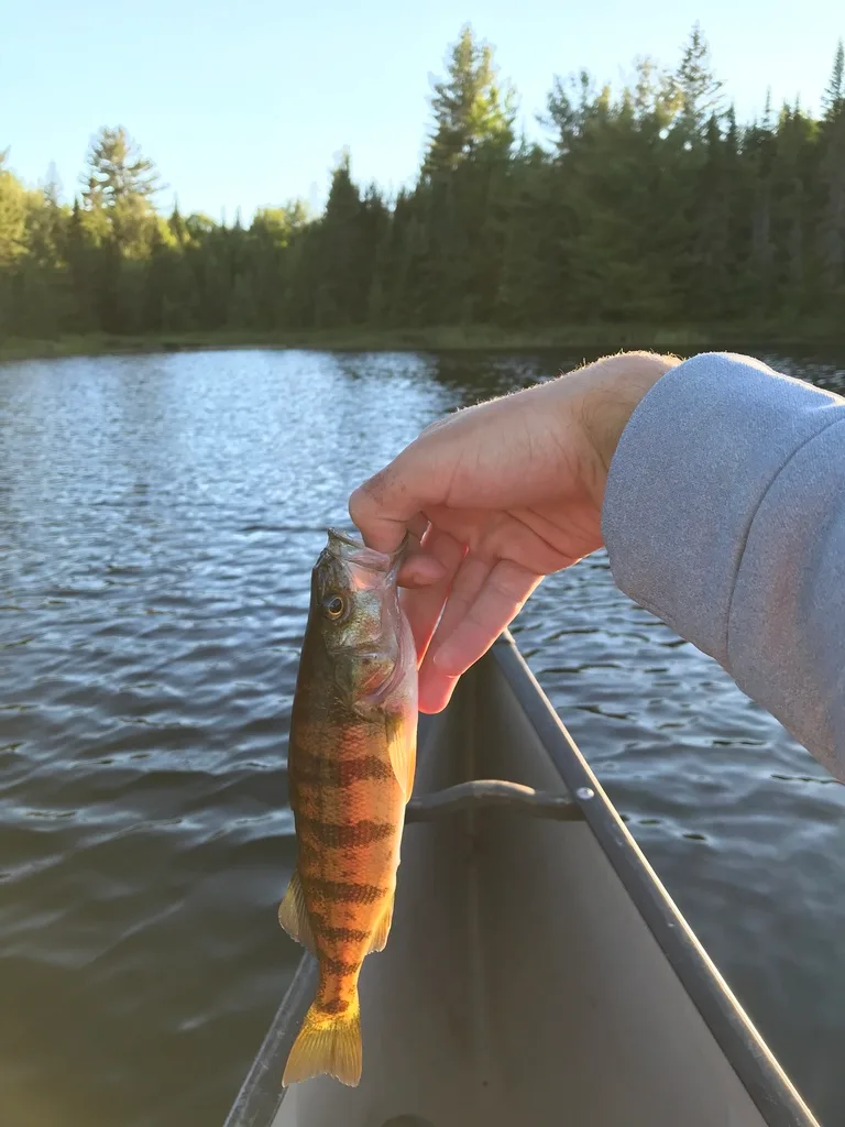 Yellow perch — Peck Lake, Jun 21, 2018