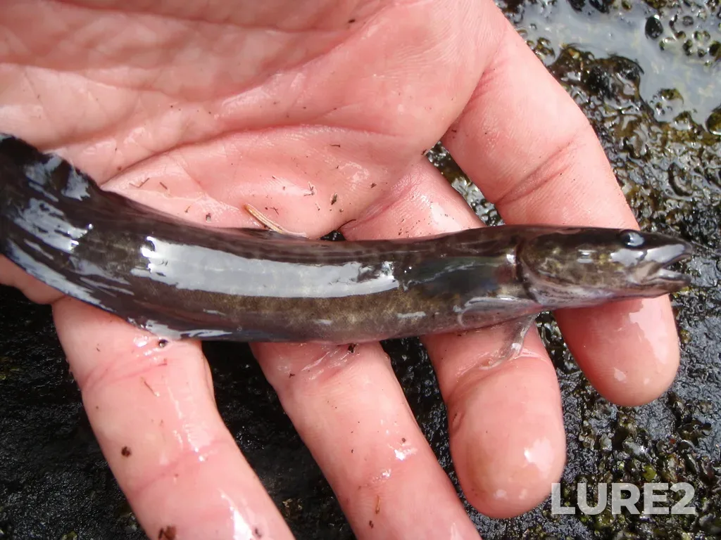Burbot — Roaring River, Jul 23, 2009