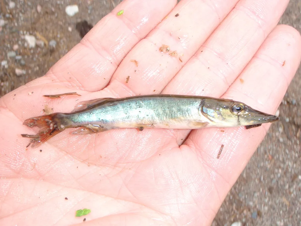 Pike — Roaring River, Jul 24, 2009