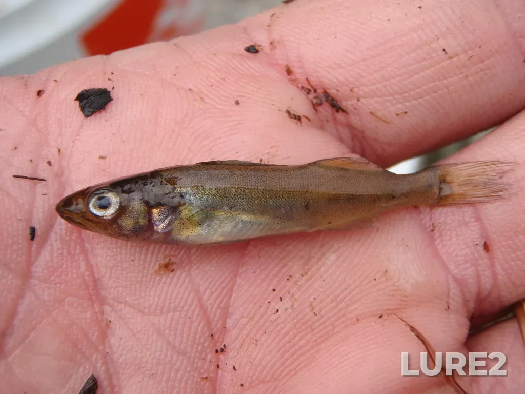 Walleye — Roaring River, Jul 22, 2009, 7:48 AM