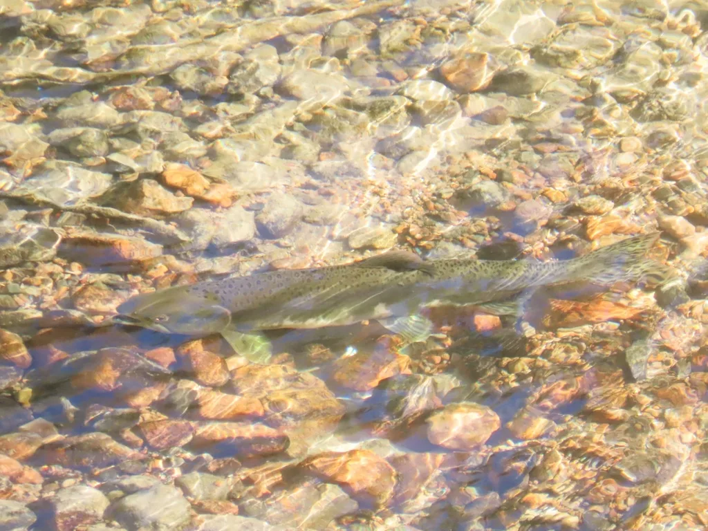 Pink salmon — River aux Sables, Sep 30, 2022