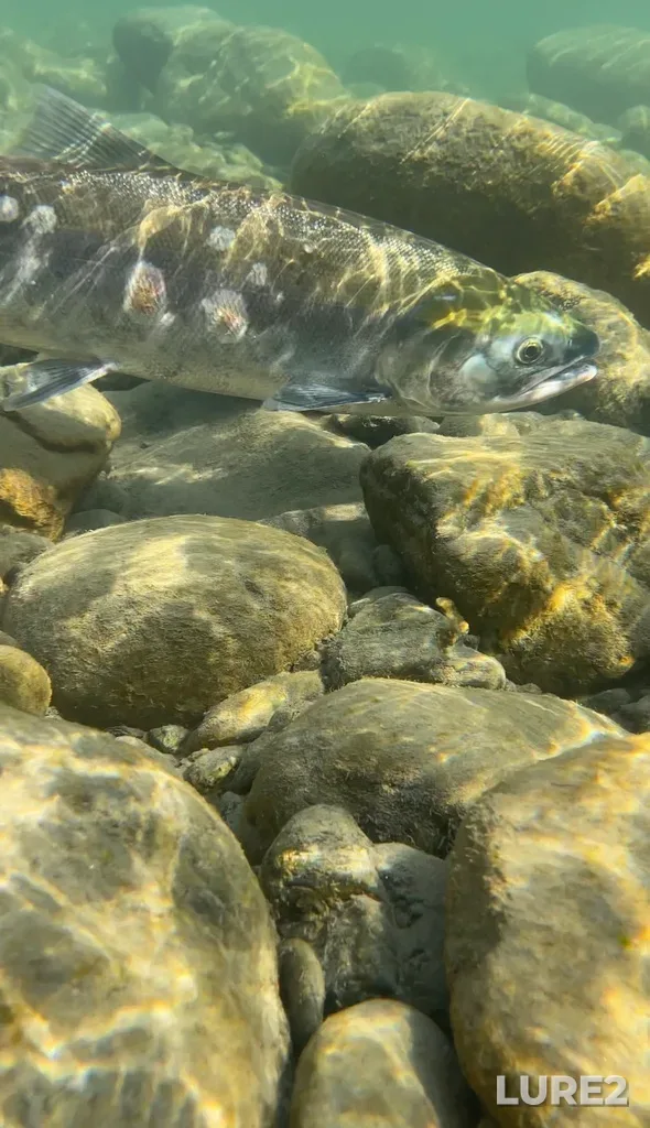 Sockeye salmon — Coquihalla River, Sep 03, 2022, 9:55 AM