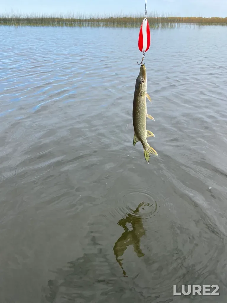 Pike — Lake Audy, Oct 02, 2022, 2:20 PM