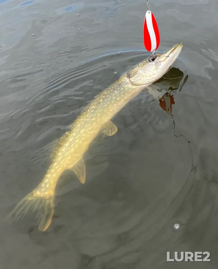Pike — Little Saskatchewan River, Oct 02, 2022, 2:18 PM
