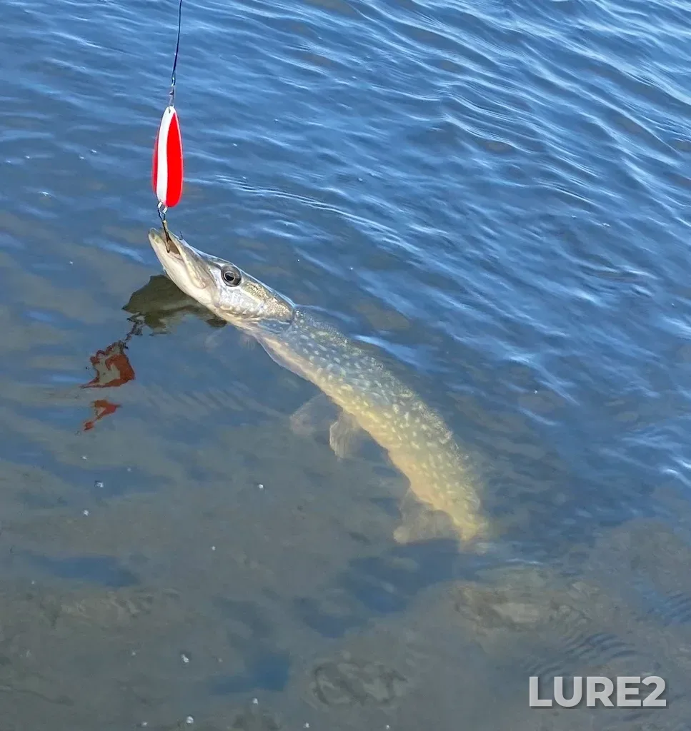 Pike — Little Saskatchewan River, Oct 02, 2022, 2:09 PM