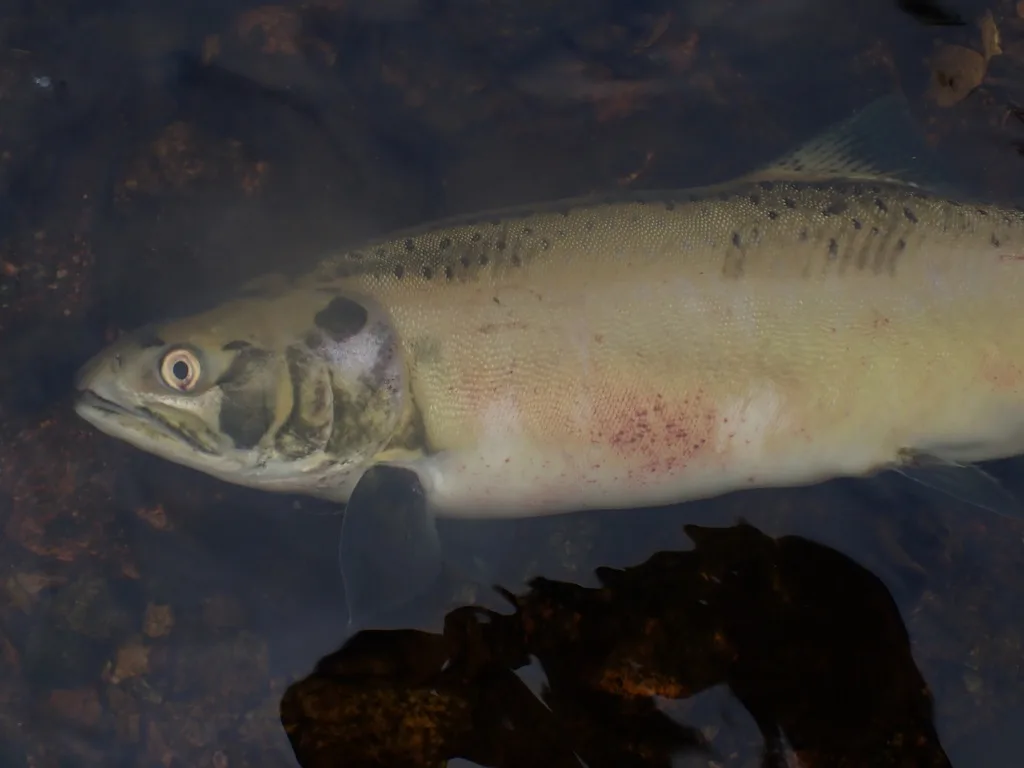 Pink salmon — Gunboat Passage, Sep 12, 2022